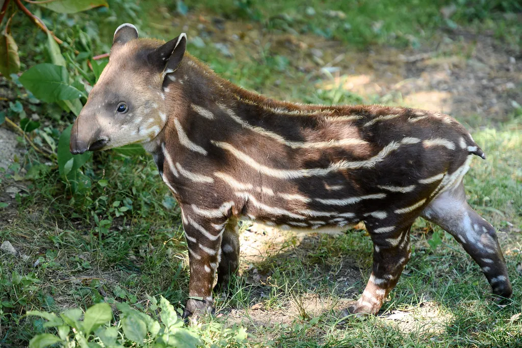 11. Remarkable Longevity and Reproductive Traits (Eric Kilby, Flickr, CC BY-SA 2.0)