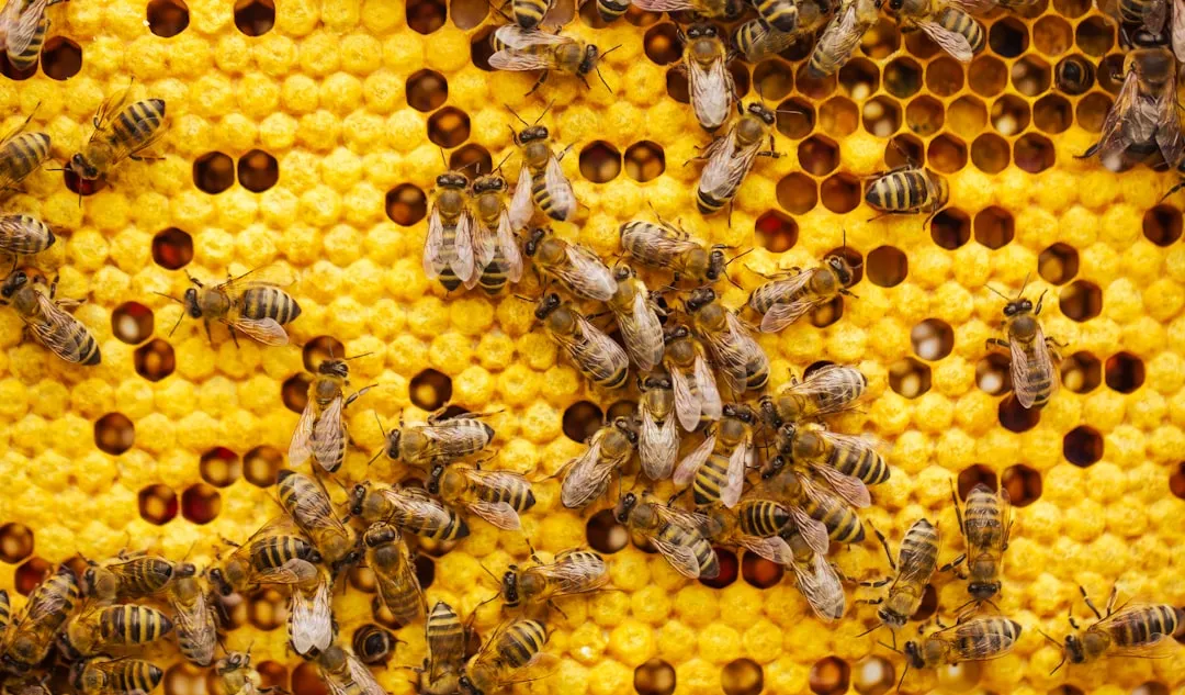 #5 Create Bee‑Friendly Brush Piles and Rock Pockets (Image Credits: Unsplash)