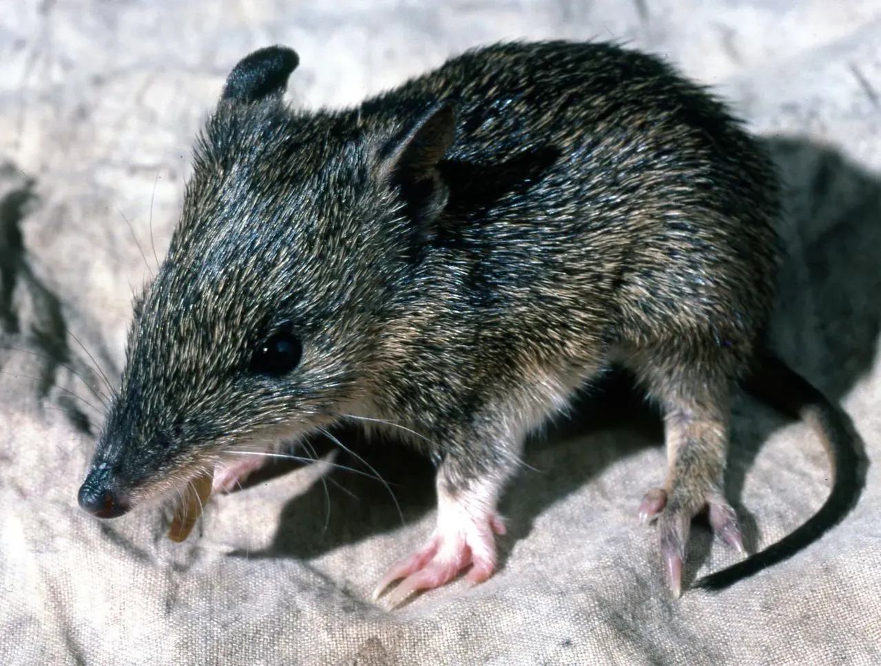Marl Bandicoot: Southwestern Australia's Silent Loss (Image Credits: Wikimedia)
