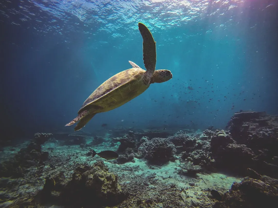 Earth and Air: The Supporting Cast (Image Credits: Unsplash)