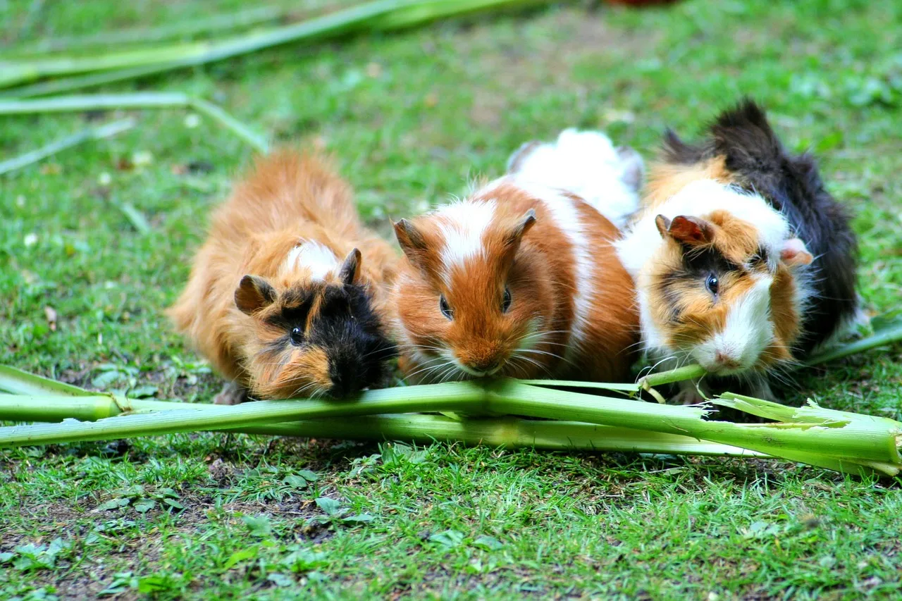 #20 - Guinea Pigs: Herd Brains Focused on Safety, Not One Human (Image Credits: Pixabay)