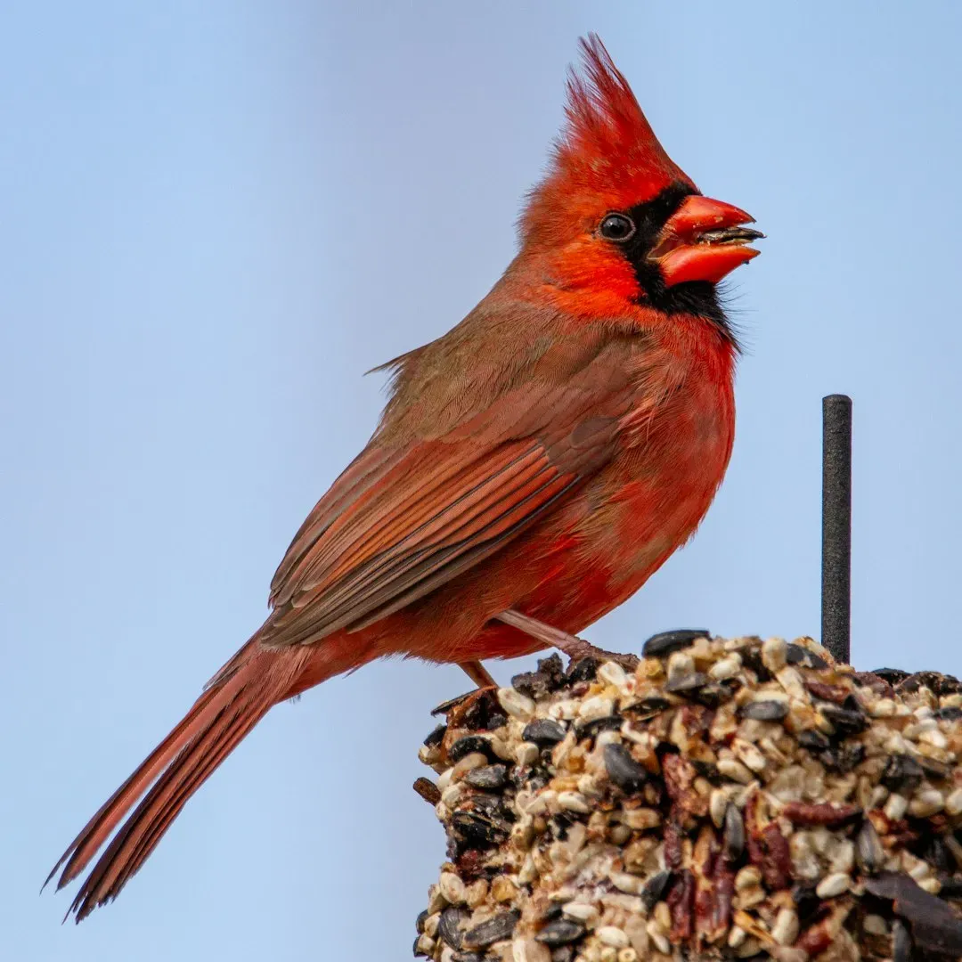 #6 - Stocking Seed Mixes Cardinals Mostly Ignore (Image Credits: Unsplash)
