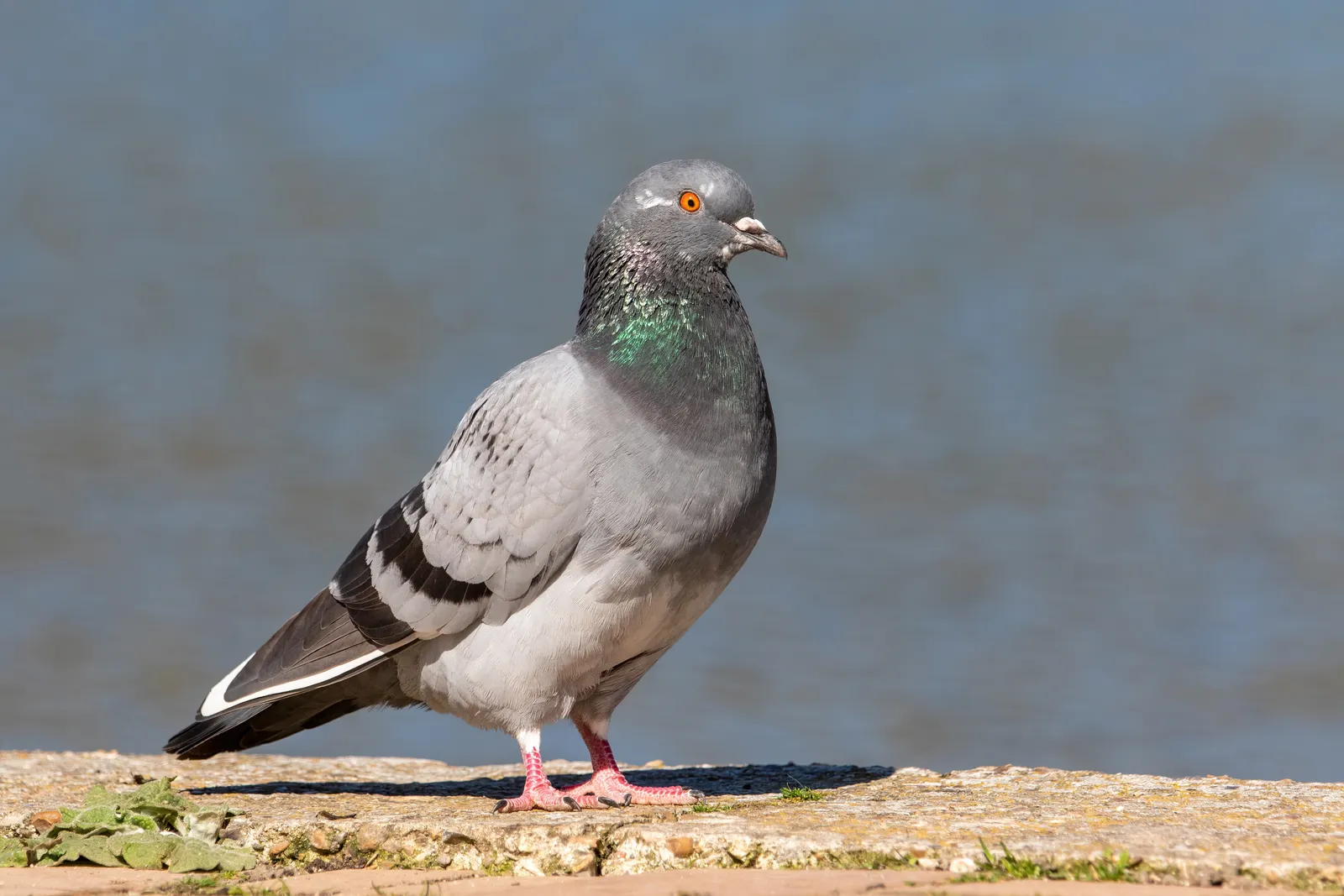 Comparing pigeons to primates raised the bar even higher (By Alexis Lours, CC BY 4.0)