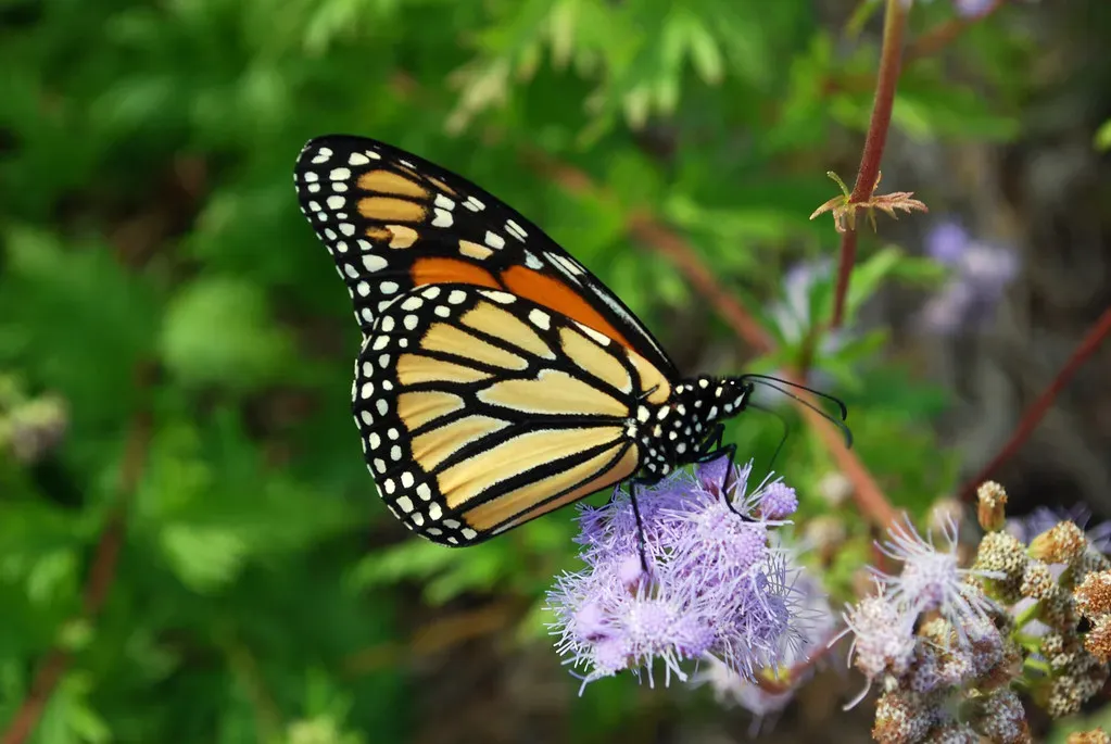 Plan for Continuous Blooms Throughout the Seasons (Image Credits: Flickr)