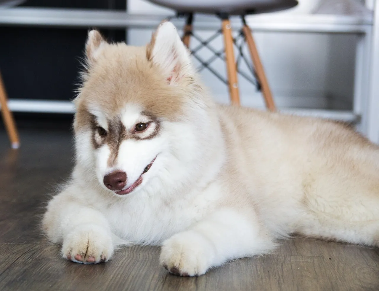 #20 Siberian Husky – Cute Fluff To Escape Artist Professional (Image Credits: Pixabay)