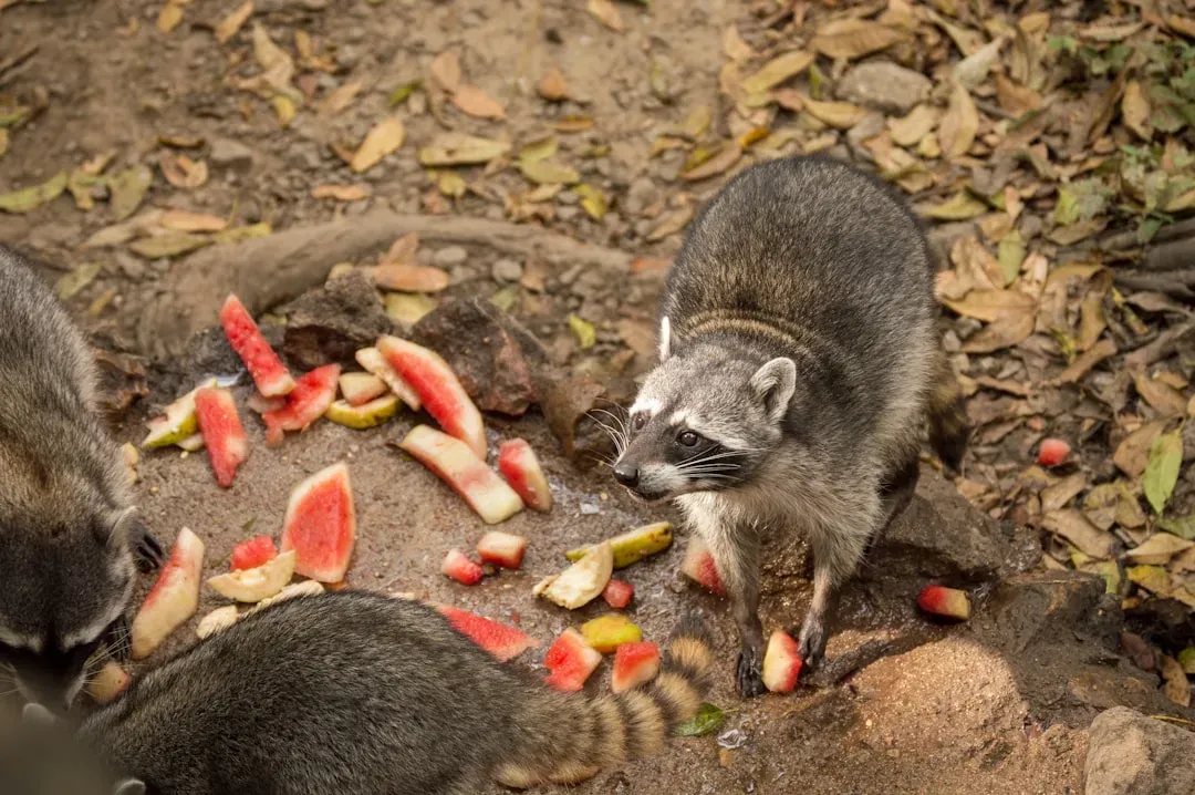 Raccoons "Washing" Their Food Is a Misleading Image (Image Credits: Unsplash)