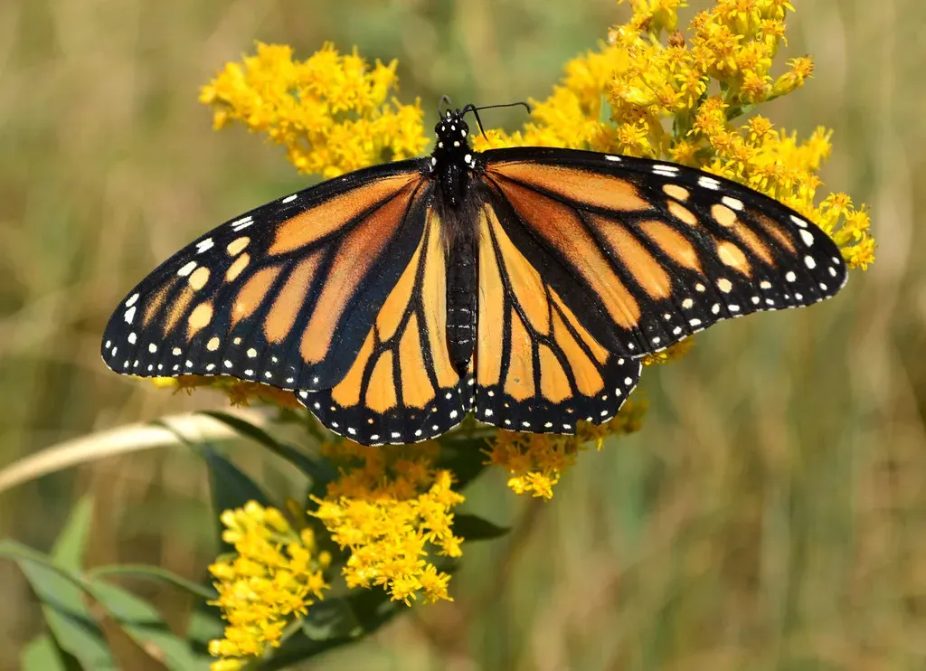 Goldenrod (Solidago spp.): The Most Misunderstood Native (USFWS Mountain Prairie, Flickr, CC BY 2.0)