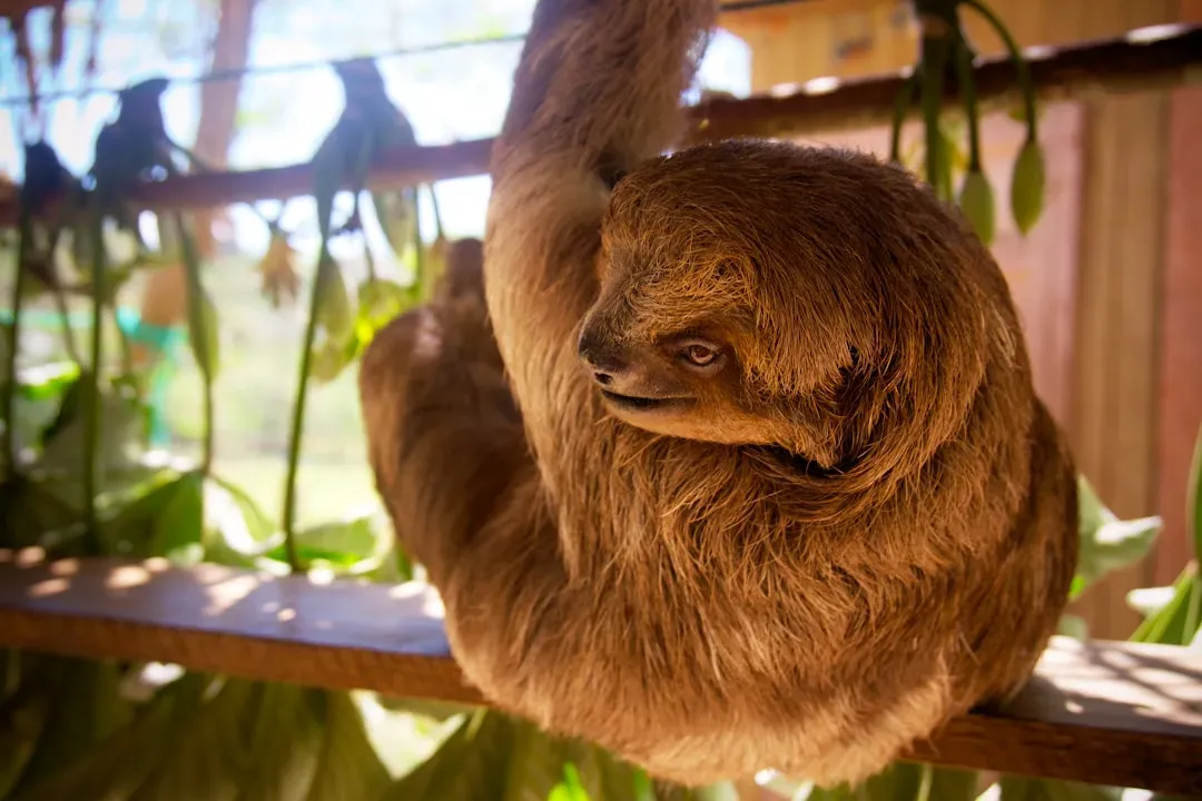 A Metabolism Unlike Any Other Animal on Earth (Image Credits: Unsplash)