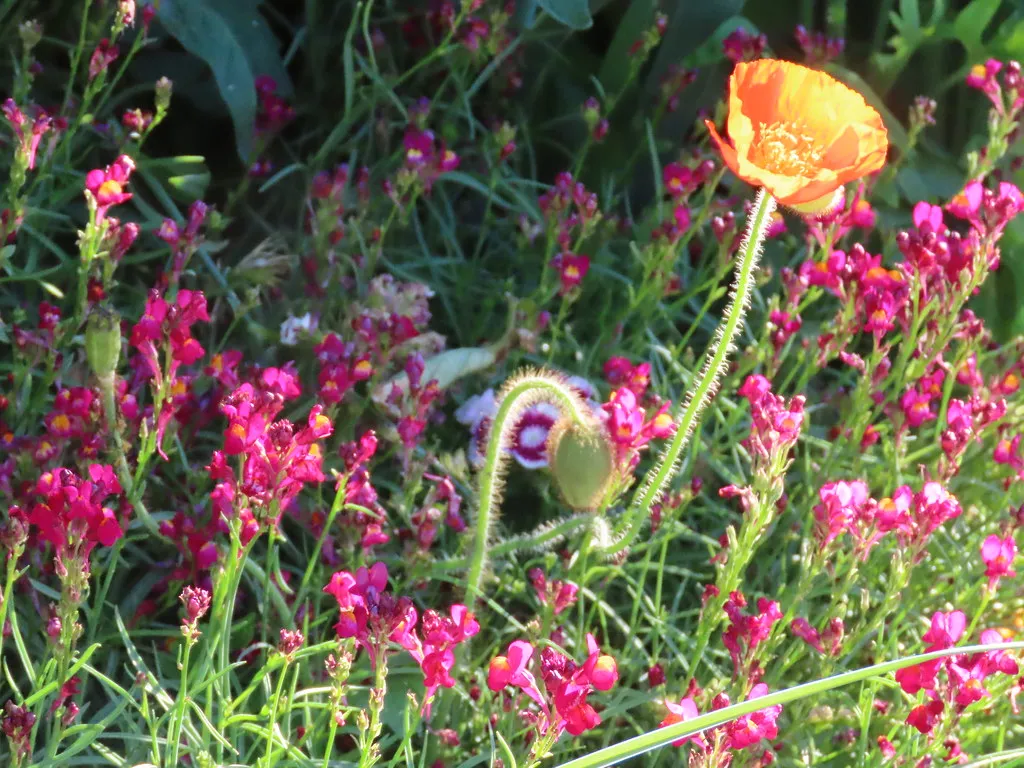 #4 - Sunlight Is Non-Negotiable, and Almost Everyone Misjudges It (Chic Bee, Flickr, CC BY 2.0)