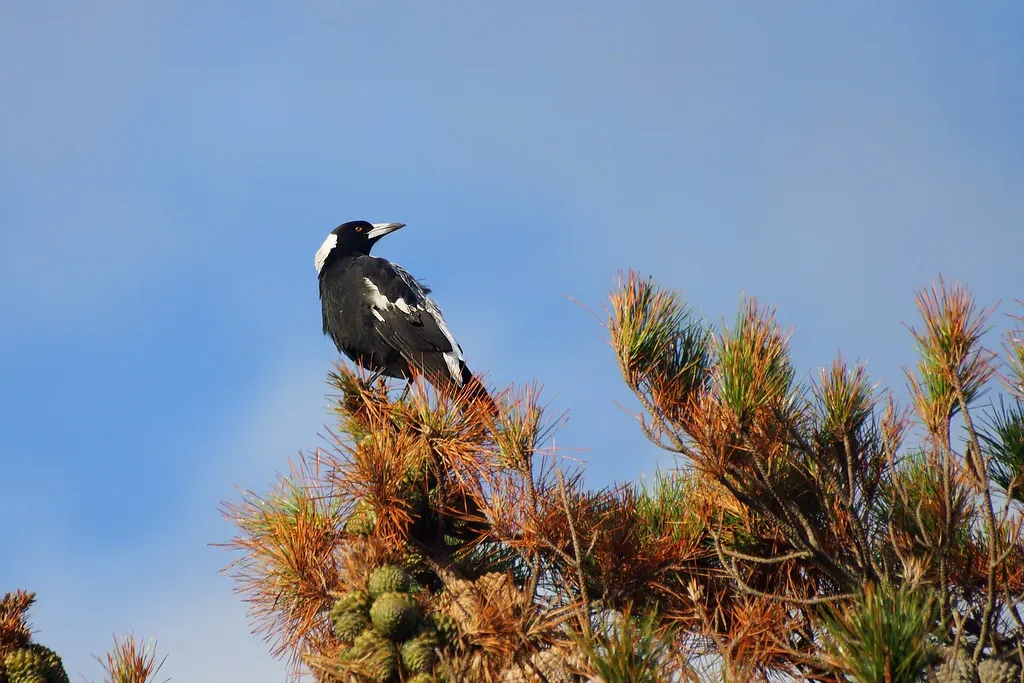 The Dawn Song: Territory and Mate Attraction at Sunrise (XPinger (Chris Sutton), Flickr, CC BY-SA 2.0)