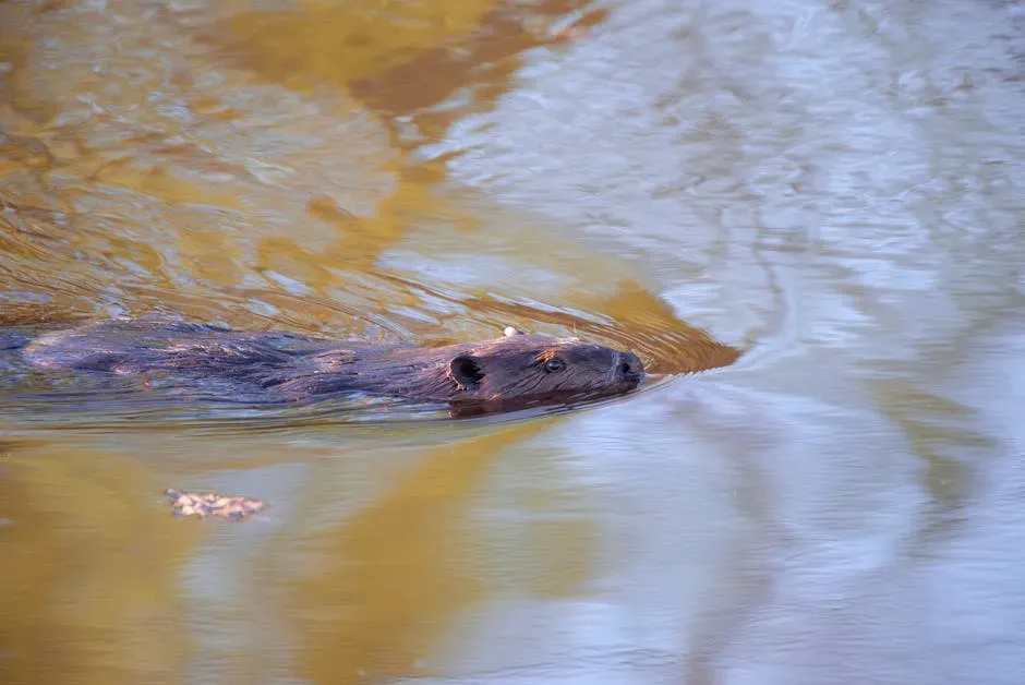 Creating Homes For Mammals, From Otters To Moose (Image Credits: Pexels)