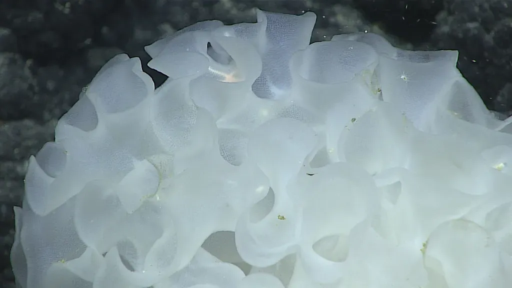 Glass Sponge: Ancient Structures of the Deep (Image Credits: Flickr)