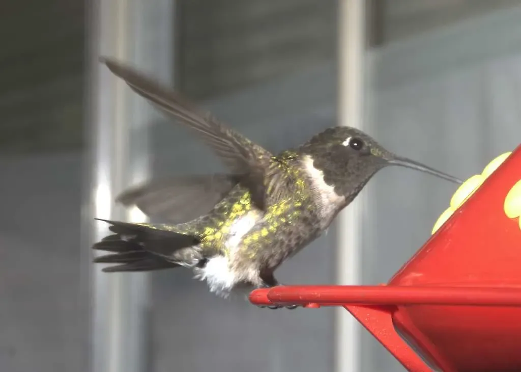 #14. They Follow Their Instincts to Return to the Same Route, Year After Year (dragonseye, Flickr, CC BY 2.0)