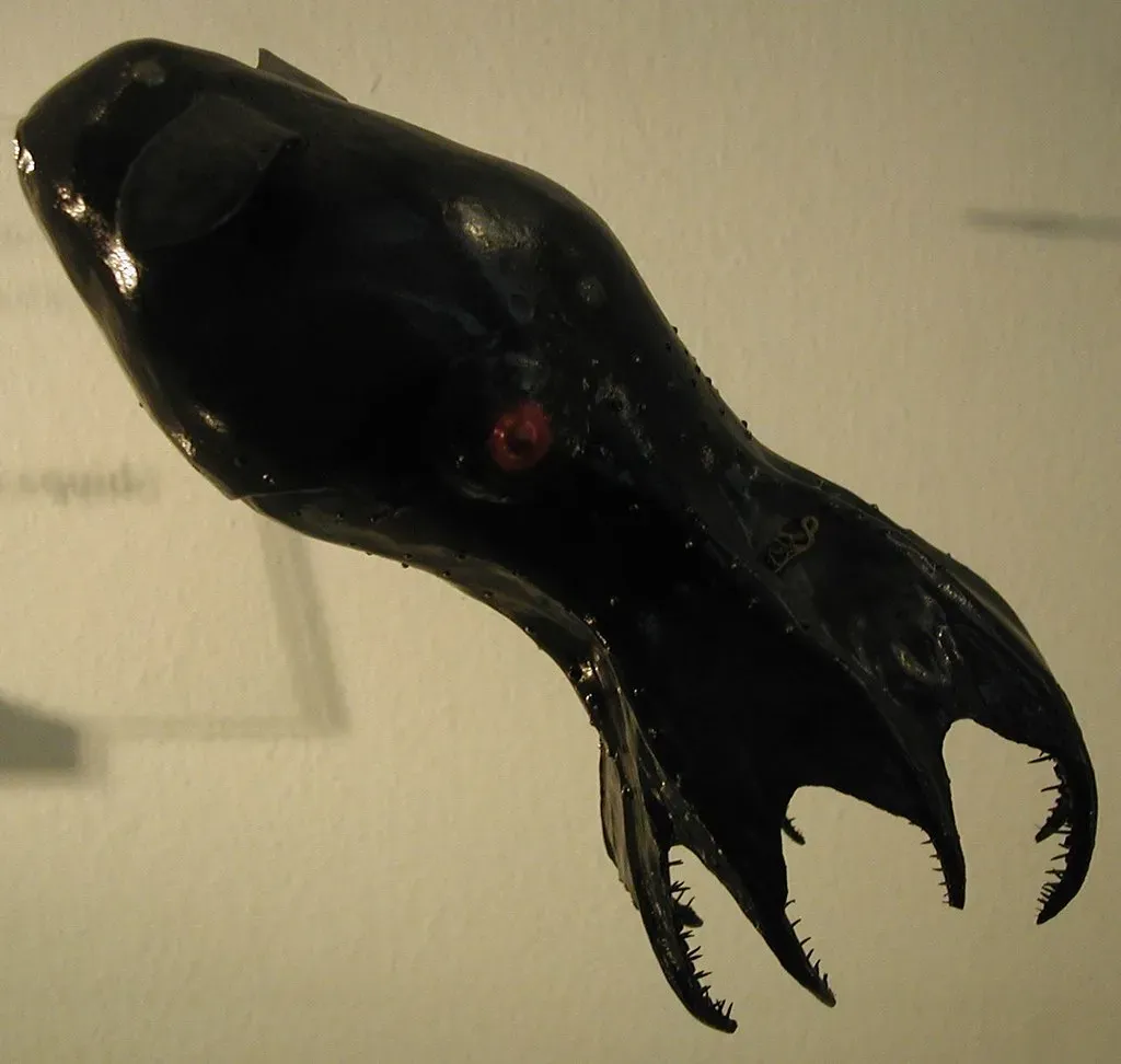 3. The Vampire Squid: Dark, Dramatic, and Deeply Misunderstood (snigl3t, Flickr, CC BY 2.0)