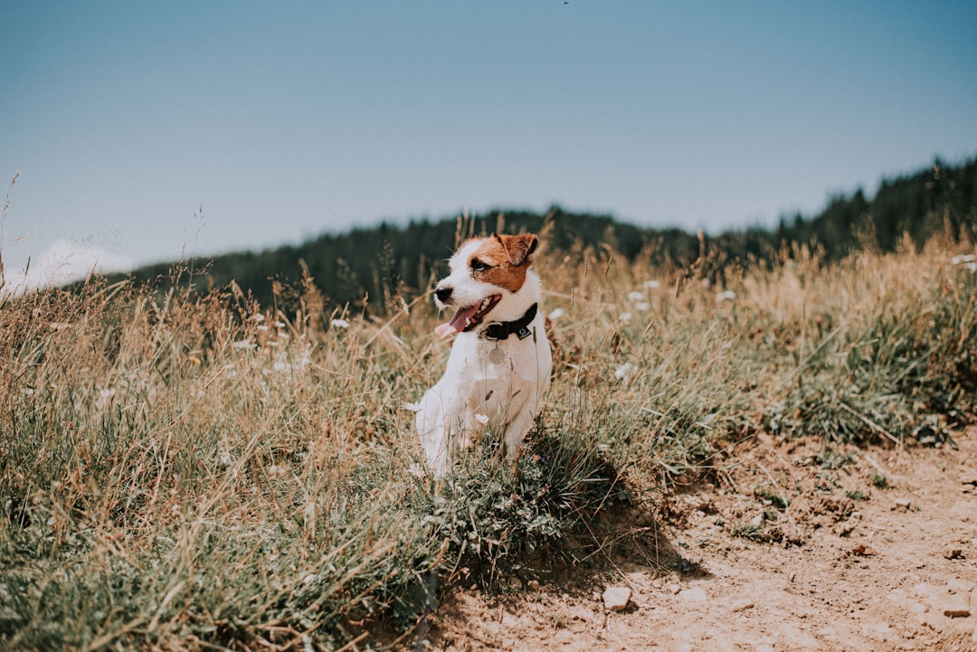 #6 - Jack Russell Terrier (Image Credits: Unsplash)