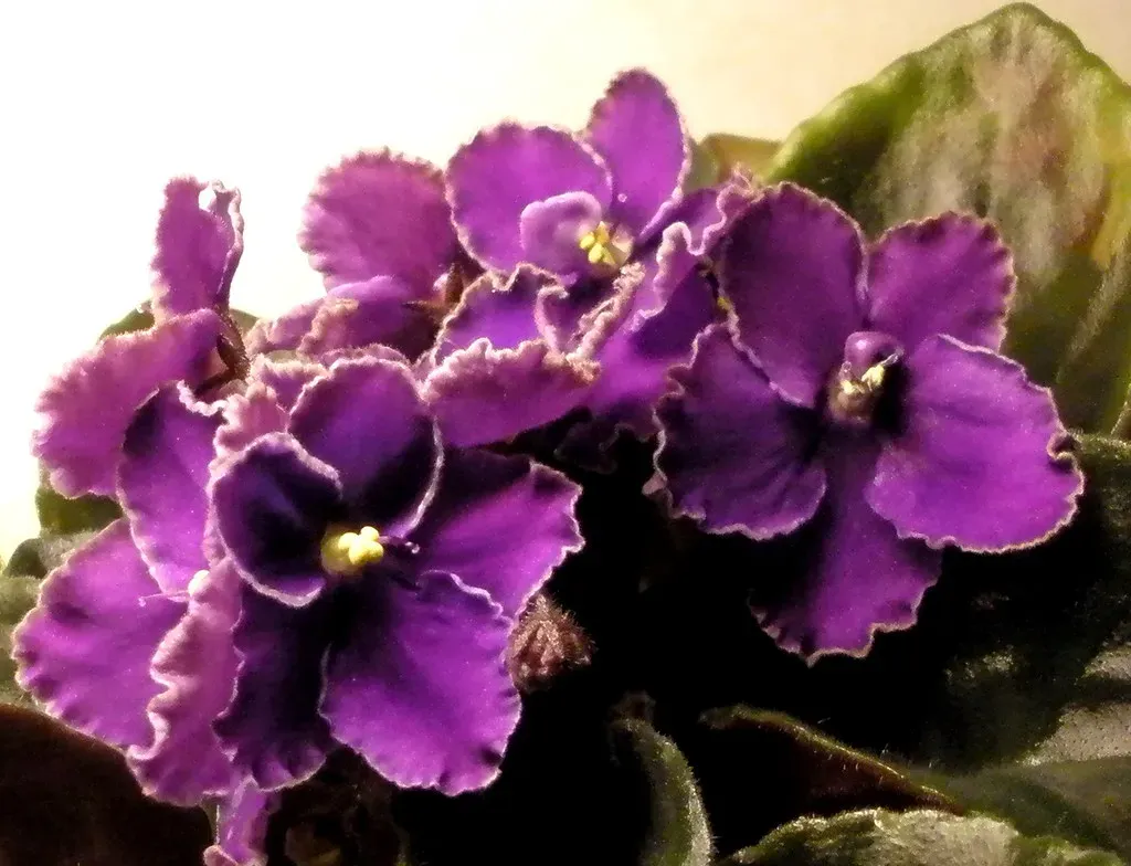 Aquarius (January 20 – February 18): Violet or Orchid (lovinlife642000, Flickr, CC BY-SA 2.0)
