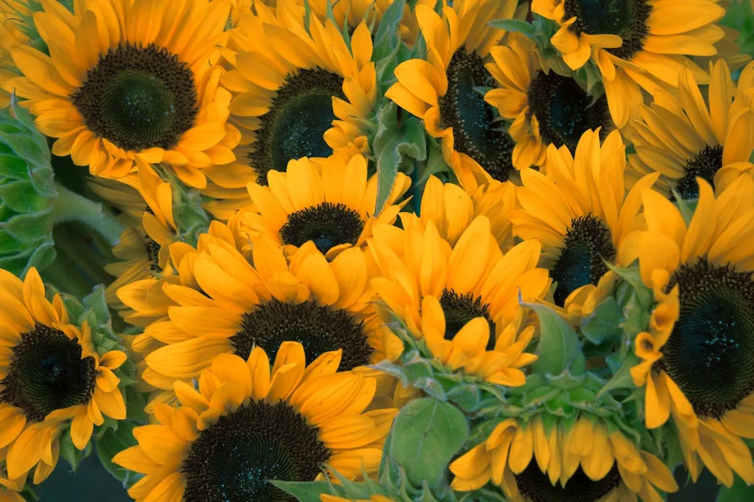 #9 - Perennial Sunflower: Helianthus That Feeds Birds and Bees (Image Credits: Unsplash)