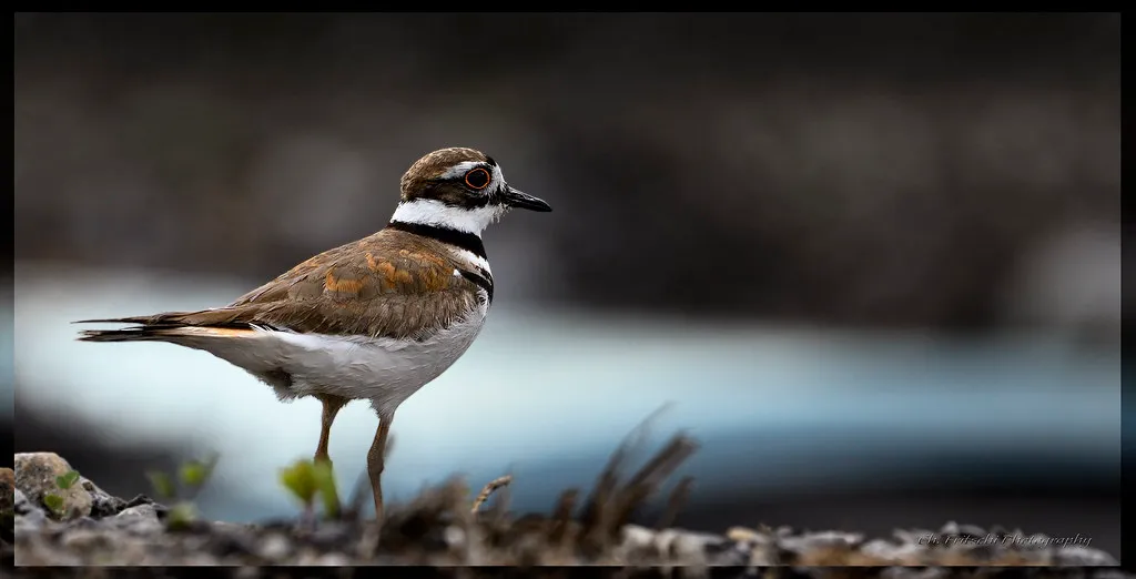 #28 - Killdeer: The Broken-Wing Actor in Decline (FRITSCHI PHOTOGRAPHY, Flickr, CC BY 2.0)