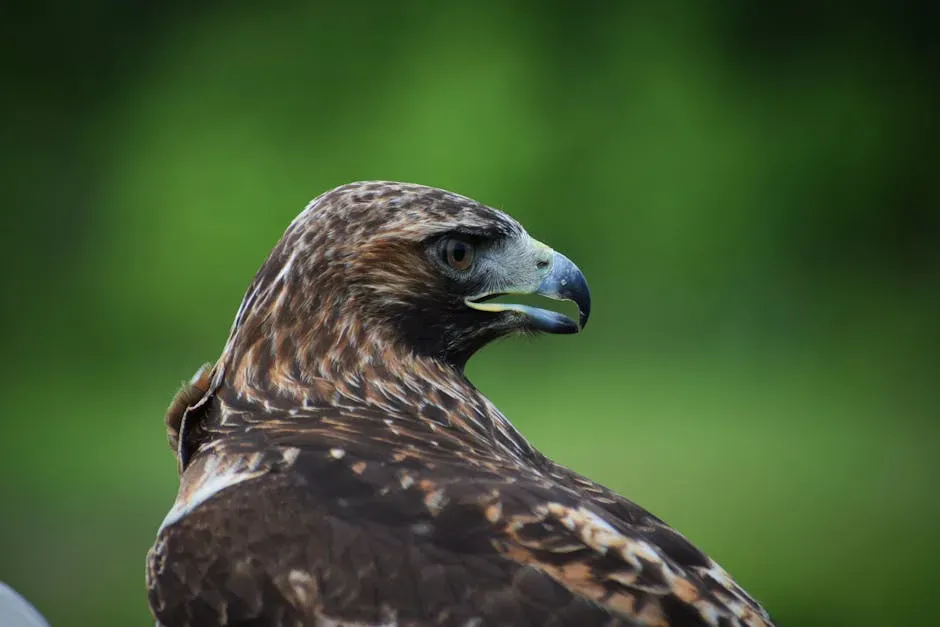 #6. Virgo: The Hypervigilant Hawk (Image Credits: Pexels)
