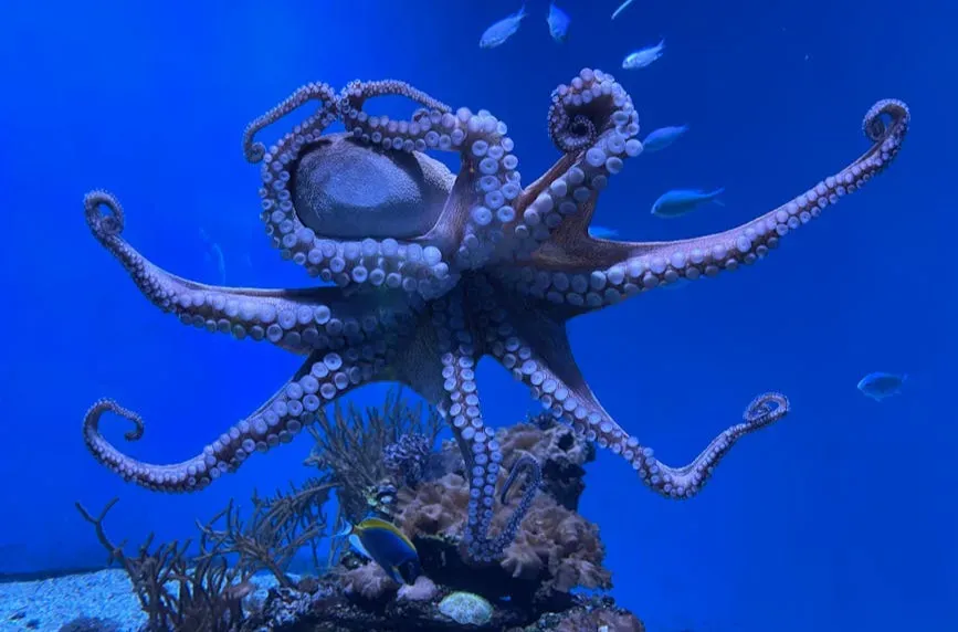 The Discovery That's Rewriting Cephalopod Biology (Image Credits: Pexels)
