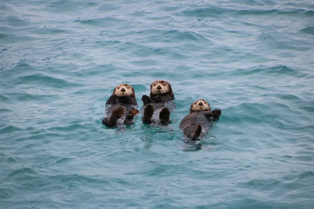 8. Sea Otter (Image Credits: Unsplash)