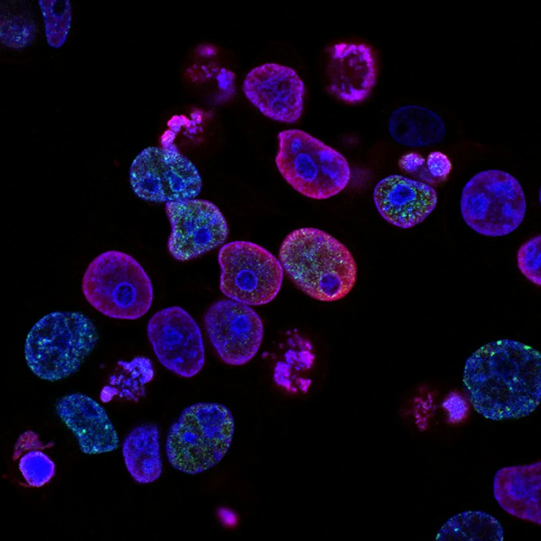 The Tiny Organisms Behind the Glow (Image Credits: Unsplash)