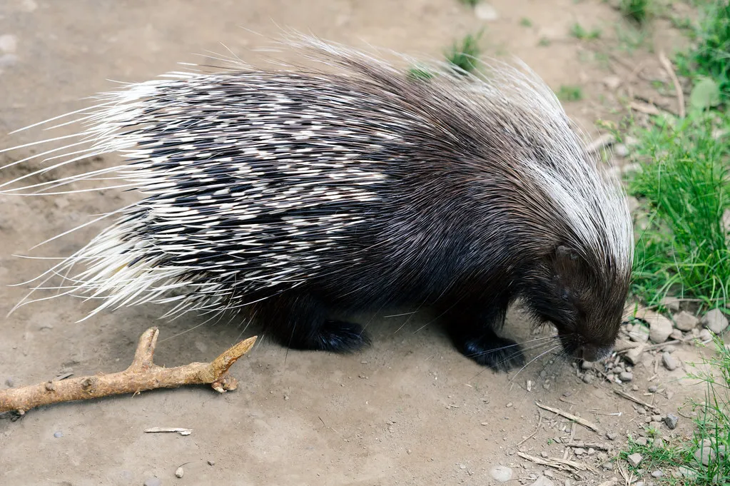 2. The Myth of Quill Shooting (Eric Kilby, Flickr, CC BY-SA 2.0)