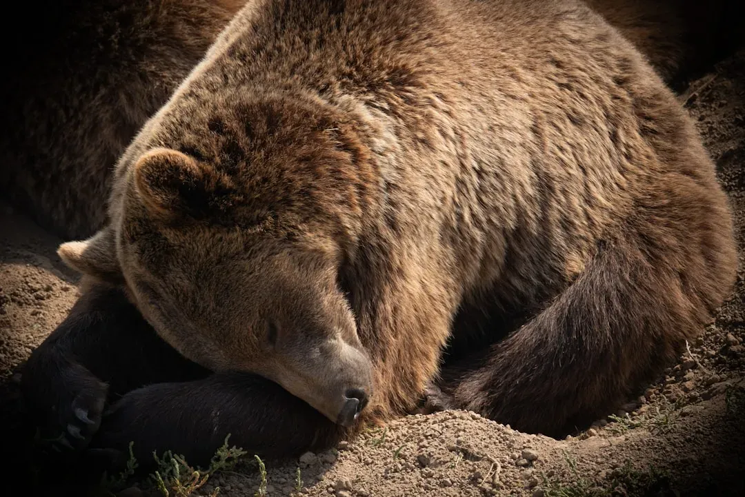 Bears Mourn Lost Loved Ones (Image Credits: Unsplash)