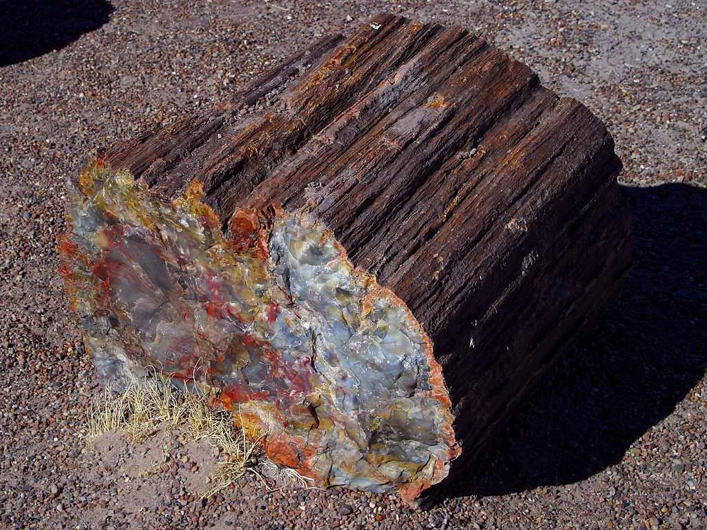 Home to One of the Largest Concentrations of Petrified Wood (By Jon Sullivan, Public domain)