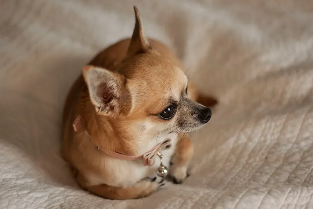 6. Chihuahua (Image Credits: Unsplash)