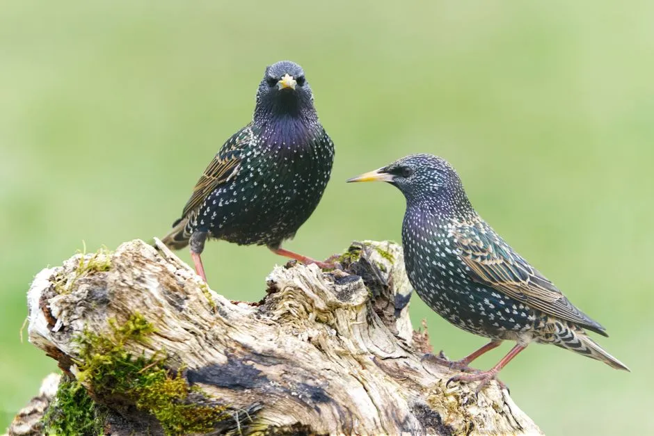 #11 - European Starlings Have Lost Their Massive Winter Roosts (Image Credits: Pexels)