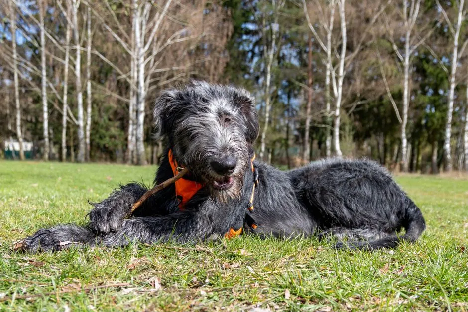 8. Irish Wolfhound: Towering But Tender: A Gentle Old Soul (Image Credits: Pexels)