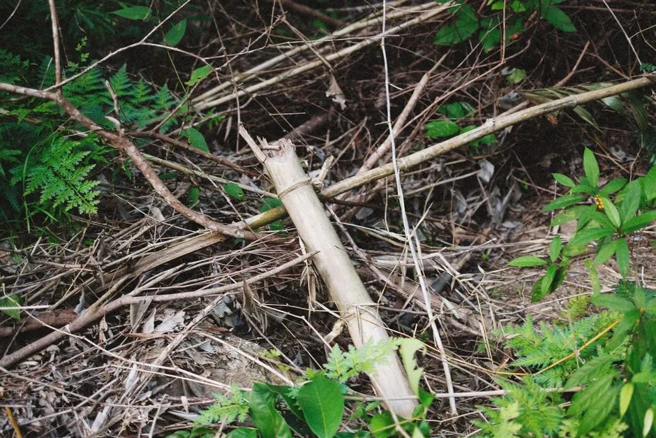 #4 - Build a Brush Pile in a Forgotten Corner (Image Credits: Pexels)