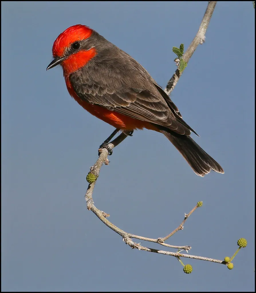 Vermilion Flycatcher: Desert Fire on Wings (Image Credits: Flickr)