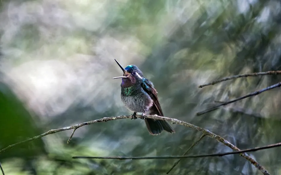 #11 - Its Chirps Change When You Step Outside (Image Credits: Pexels)