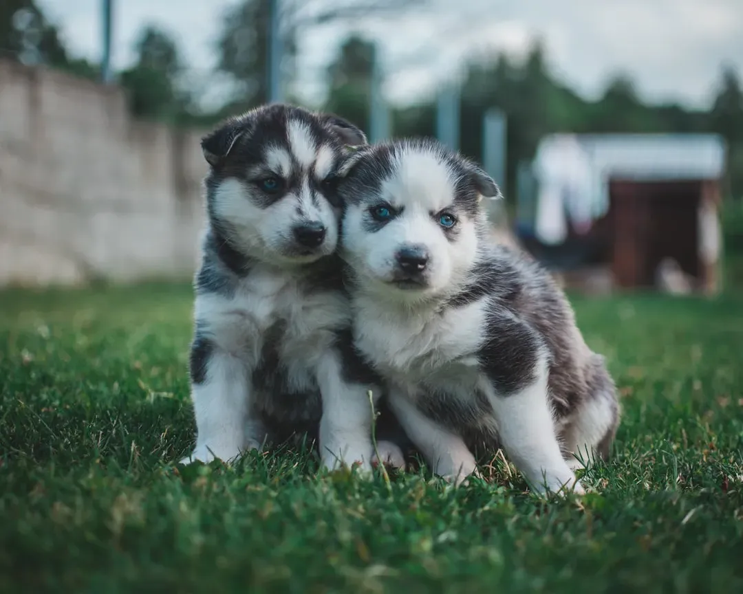 #6 - Siberian Husky (Image Credits: Unsplash)