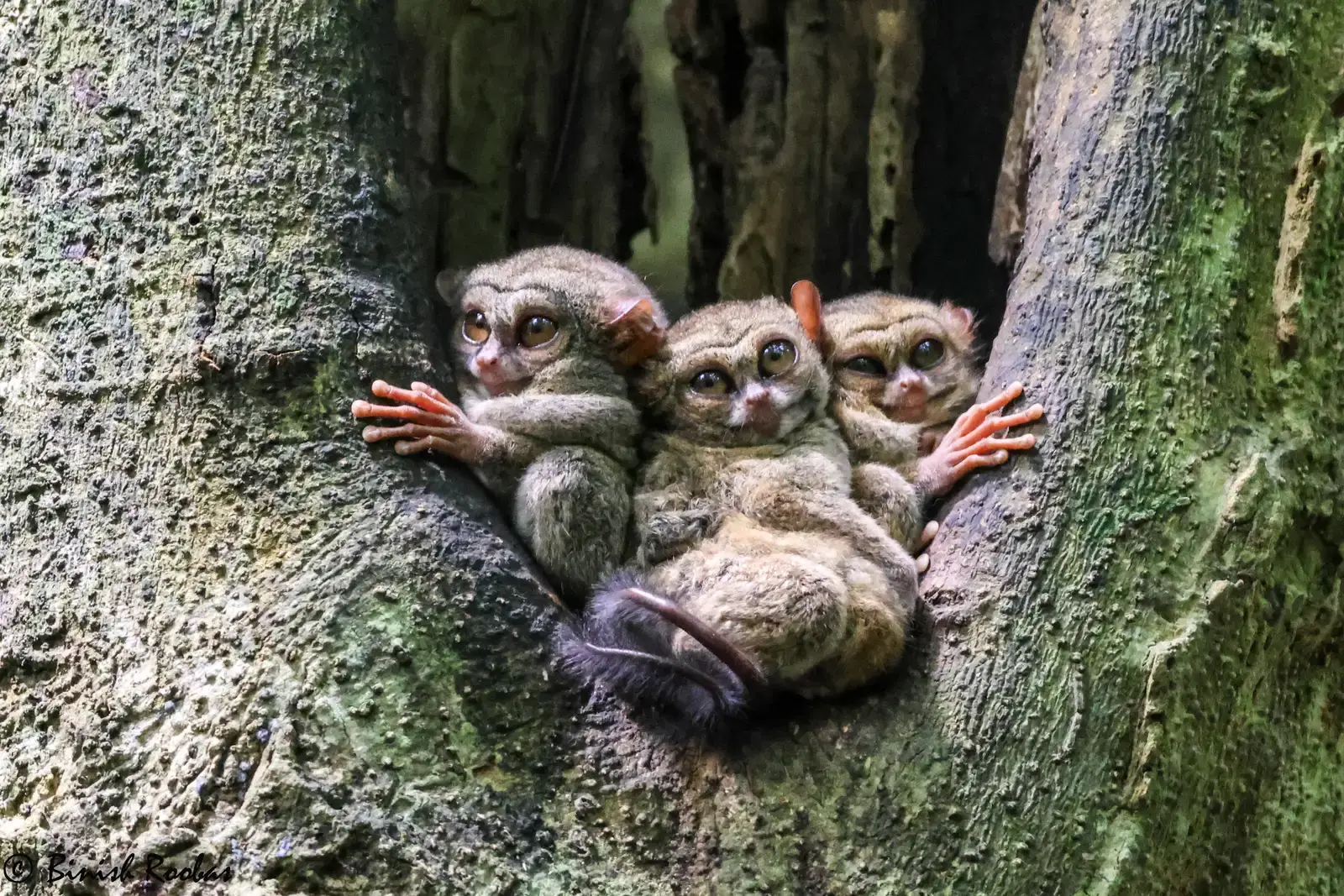 6. Tarsier Babies Are Among the Largest Newborns, Relative to Their Mothers, of Any Mammal (Image Credits: Wikimedia)