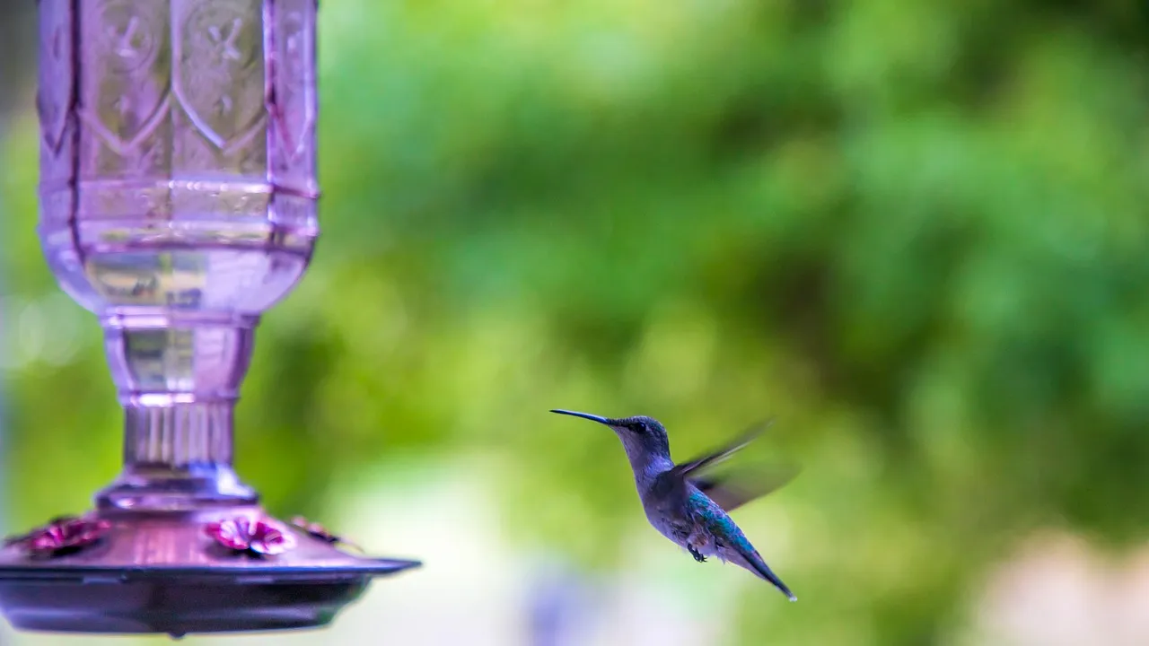 How Your Feeders and Garden Choices Shape Their Timing (Image Credits: Pixabay)