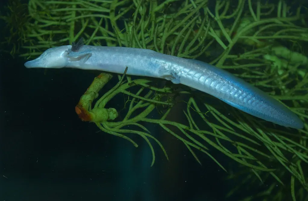 The Texas Blind Salamander: Life in Total Darkness (brian.gratwicke, Flickr, CC BY 2.0)