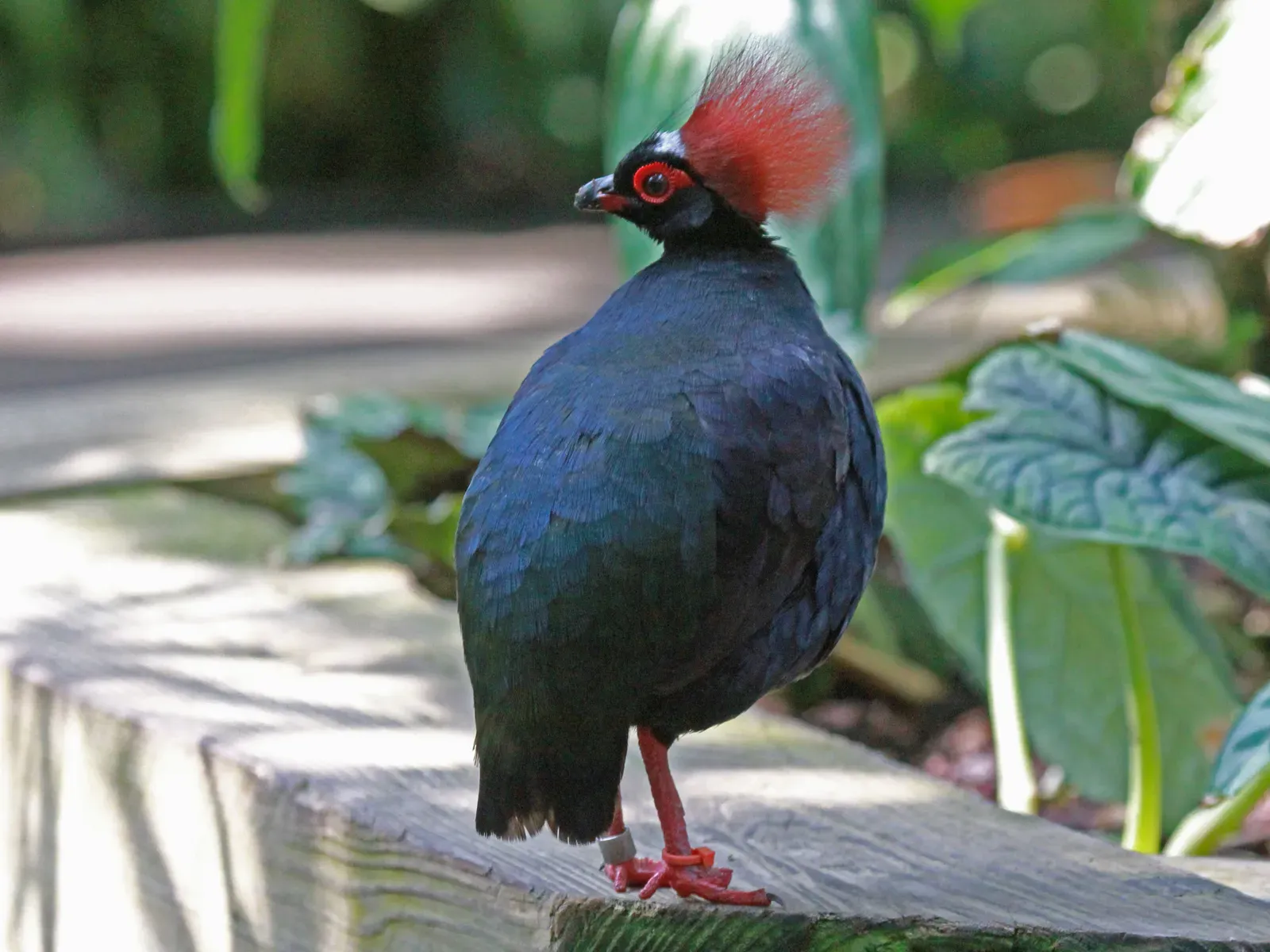 8. Crested Partridge (Image Credits: Wikimedia)