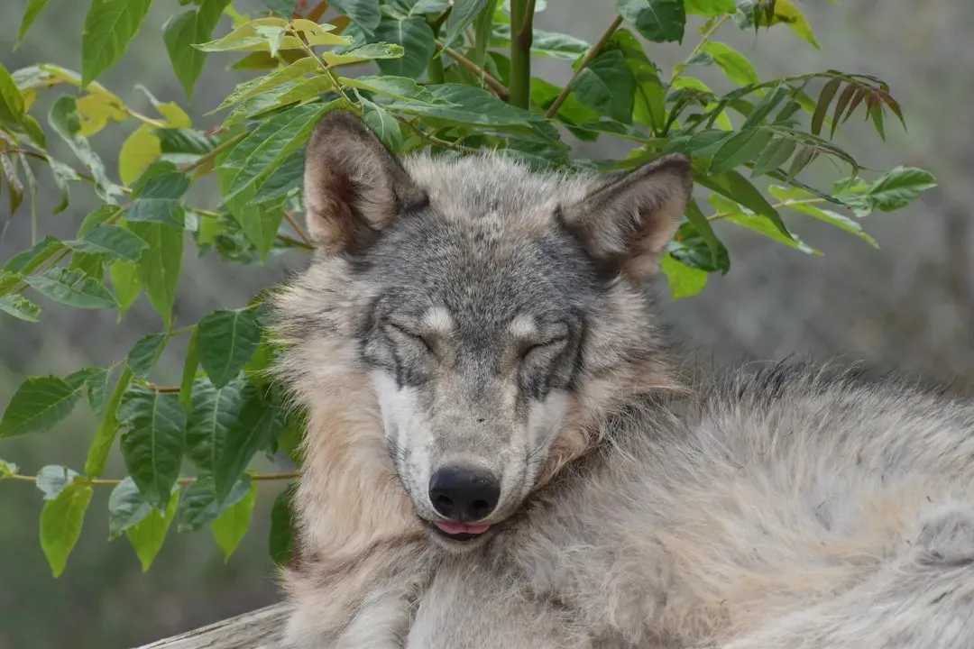 Thing 2: Never Approach a Wolf, No Matter How Dog-Like It Looks (Image Credits: Unsplash)