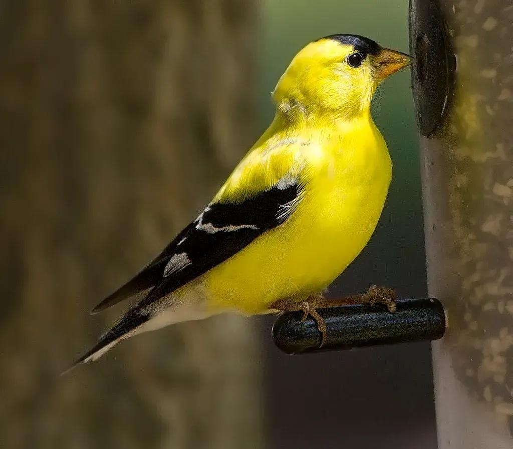 3. The American Goldfinch: Nature's Little Sunbeam (Image Credits: Flickr)