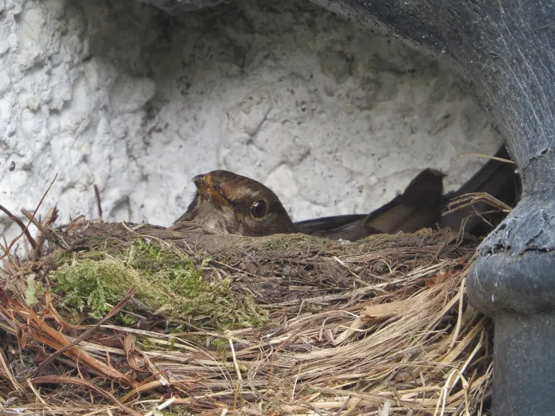 Edible-Nest Swiftlet: Building with Saliva (Image Credits: Unsplash)
