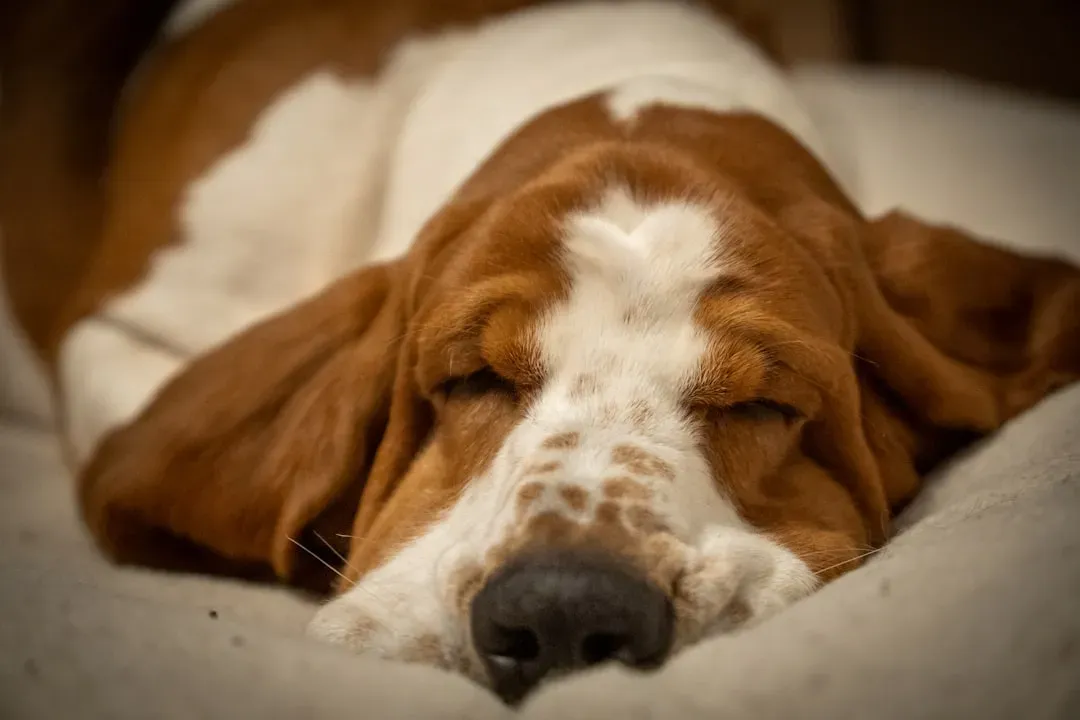 Taurus and the Basset Hound (Image Credits: Unsplash)