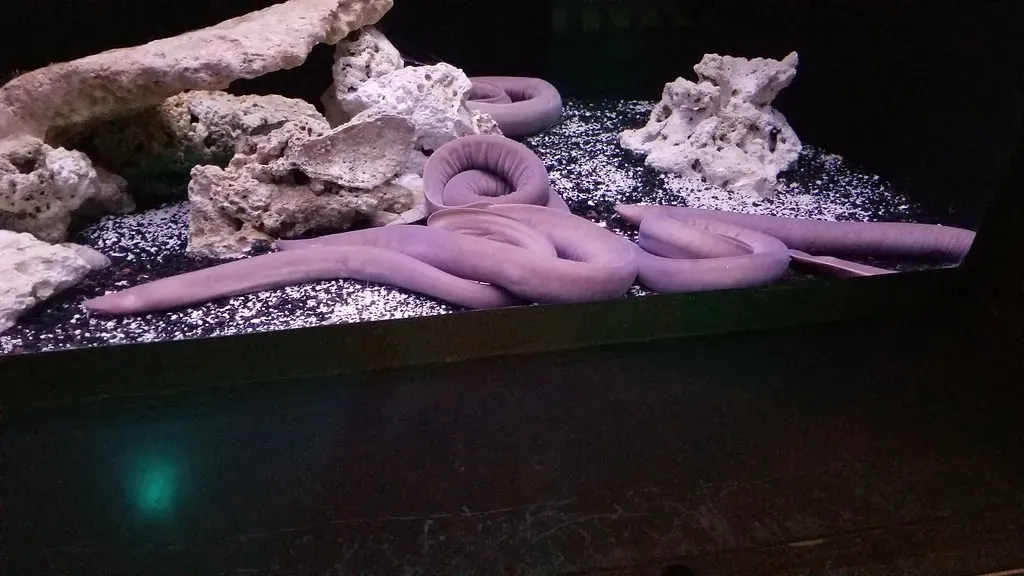 The Hagfish: An Ocean of Slime in Seconds (Image Credits: Flickr)