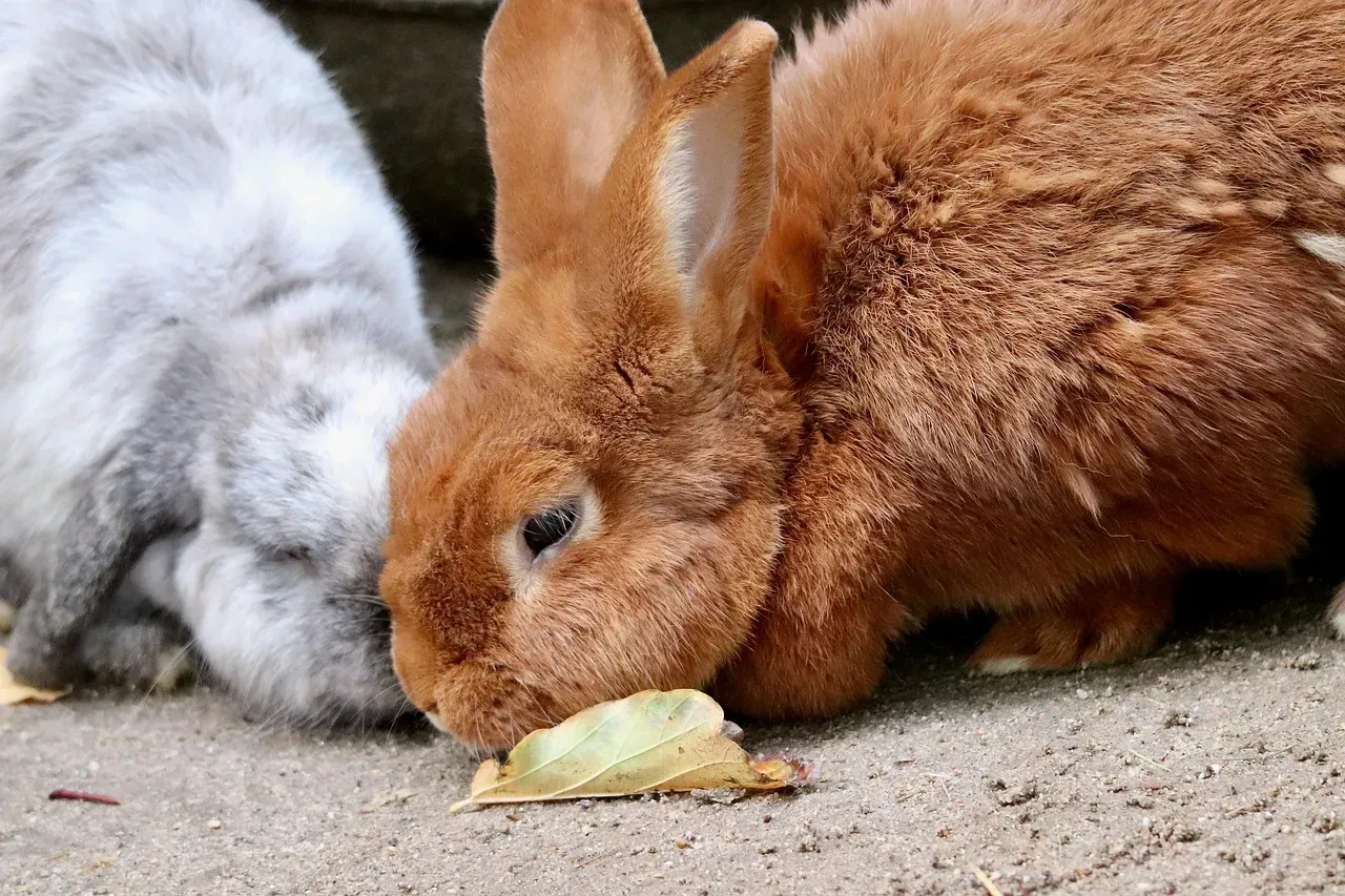 Ears Rotate to Pinpoint Distant Sounds (Image Credits: Pixabay)