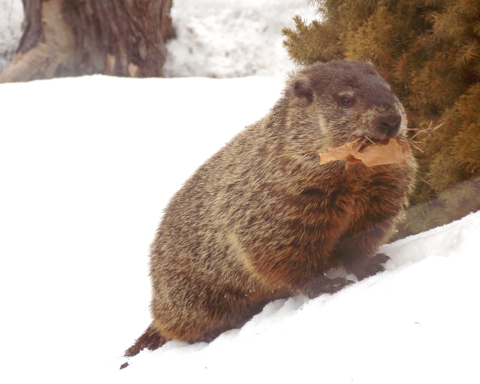 #2 Taurus: The Steady Groundhog (By Ladycamera, CC BY-SA 4.0)
