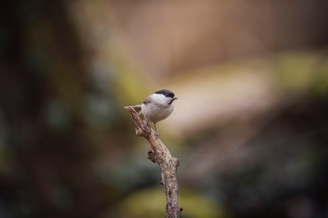 Understanding What Wildlife Really Needs (Image Credits: Unsplash)