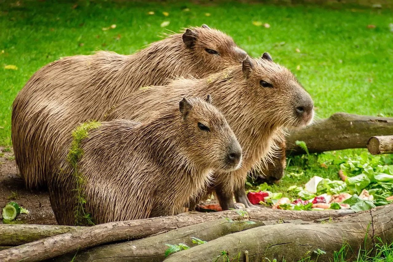 6. The Capybara: The World's Biggest Rodent (Image Credits: Pixabay)