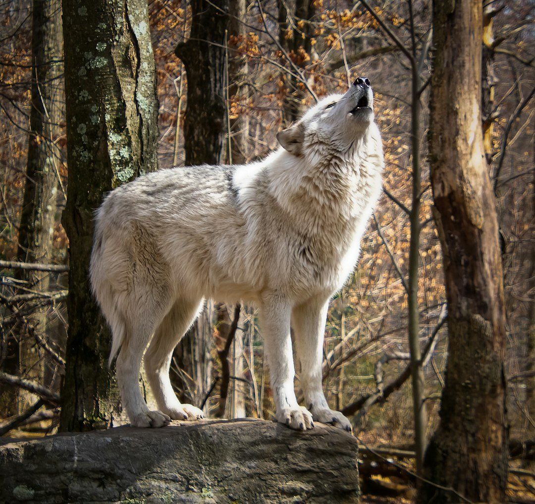 The Wolf: Fierce Loyalty and Deep Emotional Connections (Image Credits: Unsplash)